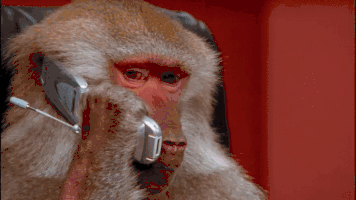 1373788285_baboononphone.gif