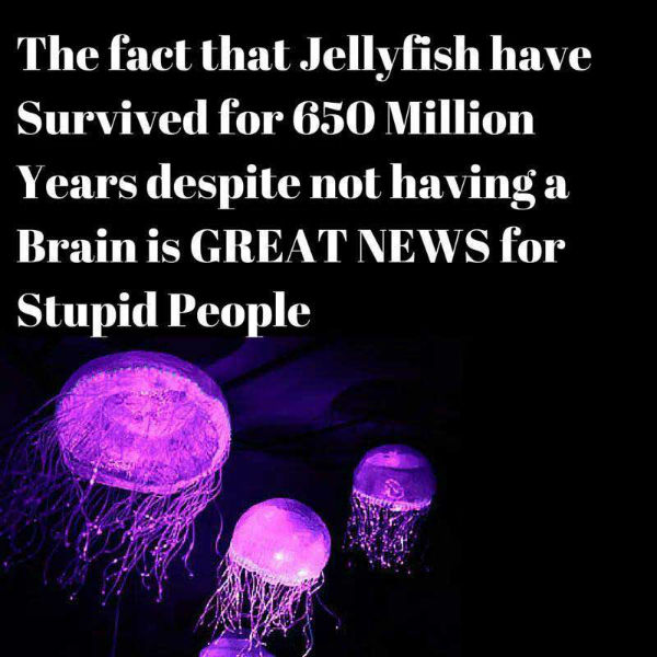 1754706958_Jellyfish.jpg