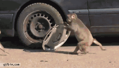 2139668022_1310033774_monkey_steals_wheel_cover.gif