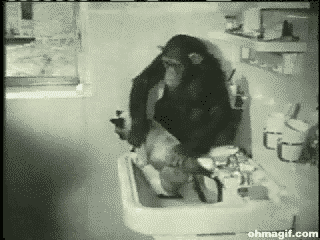 2146515735_monkey-bathing-cat.gif