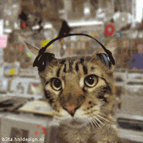 673265777_catheadphones.gif