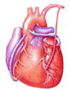 765803887_Moving-picture-heart-beating-gif-animation.gif