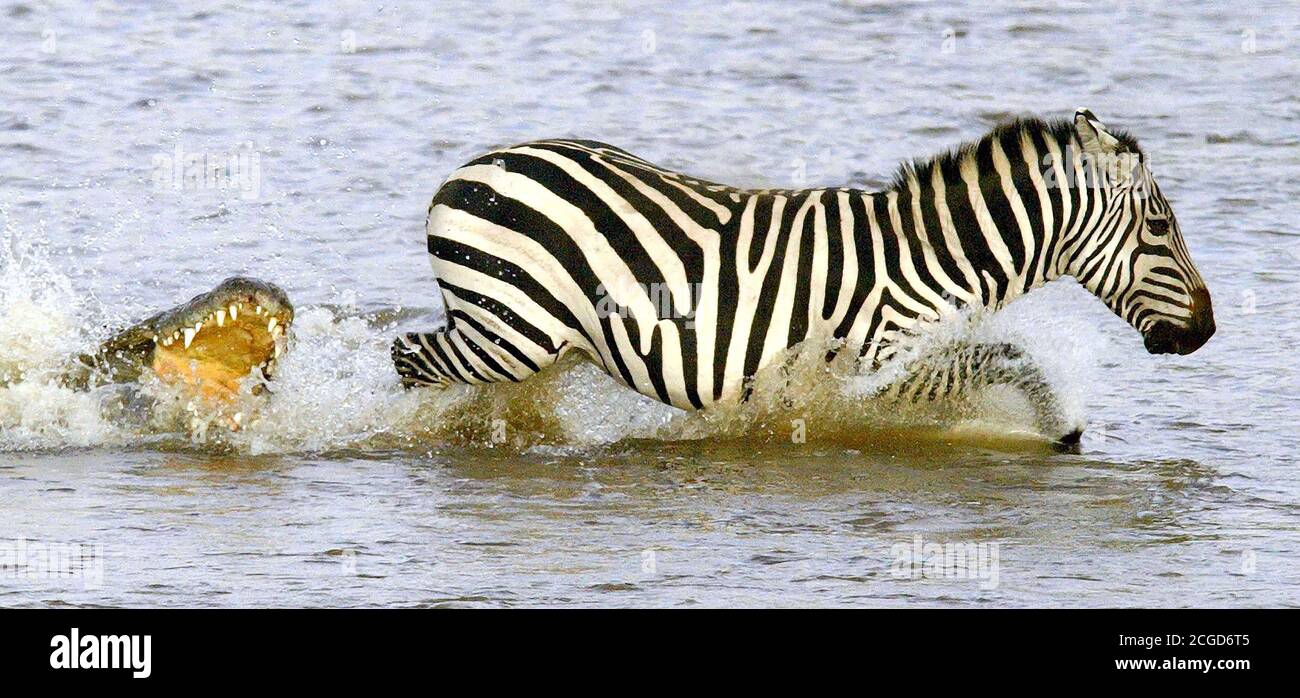 1450282948_a-zebra-is-attacked-by-a-crocodile-as-he-tries-to-cross-the-mara-river-during-the-annual-migration-masai-mara-kenya-picture-credit-mark-pain-2CGD6T5.jpg