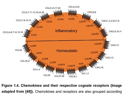 1488208667_receptors.jpg