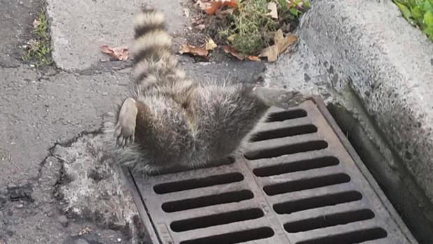 427231474_raccoon.jpg