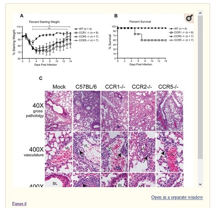 551015980_ccr5lungs.jpg