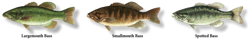 561327559_bass.png