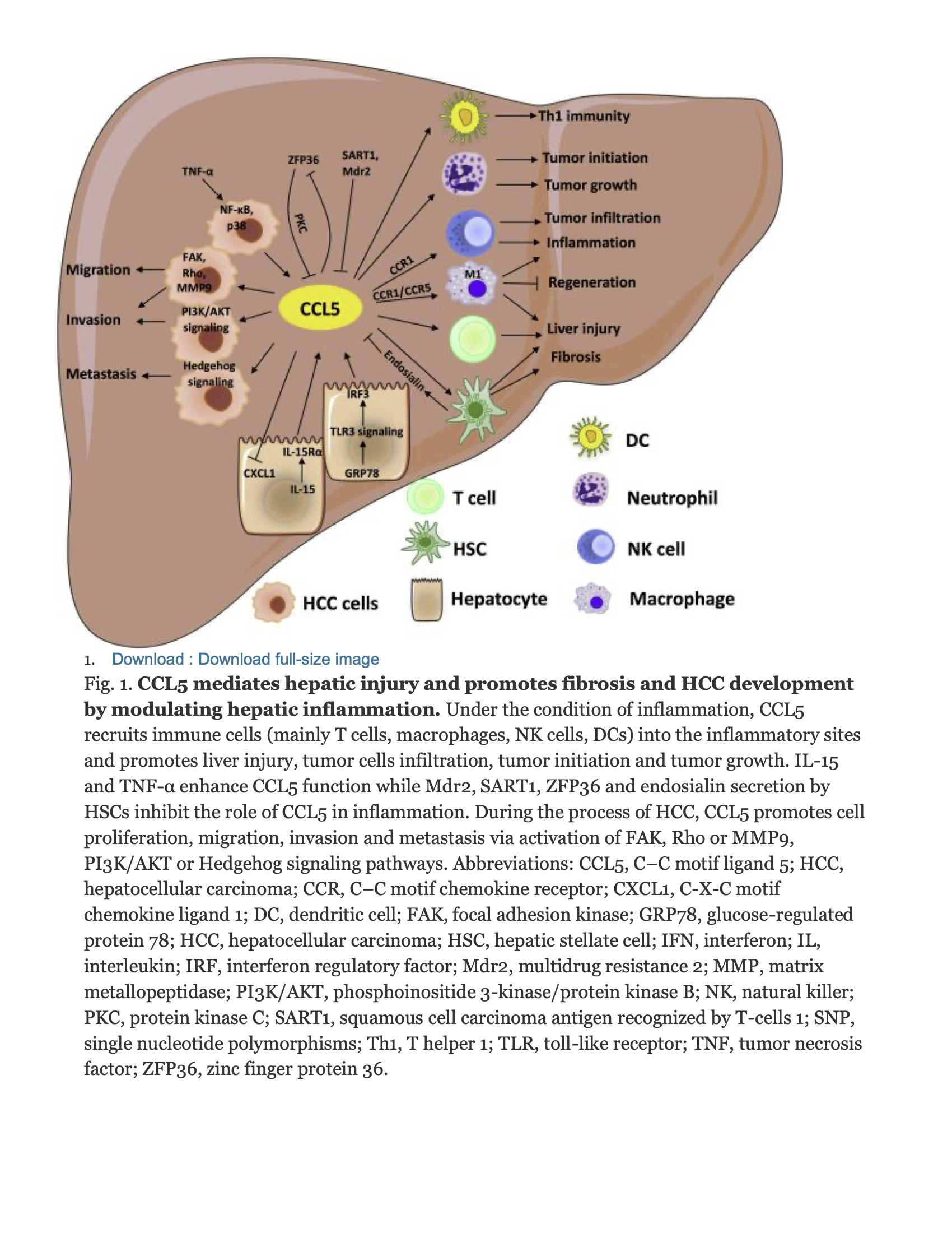 957523054_CCL5Fibrosis.png